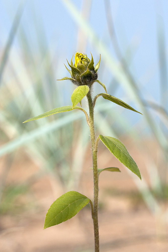 Image of Helianthus annuus specimen.