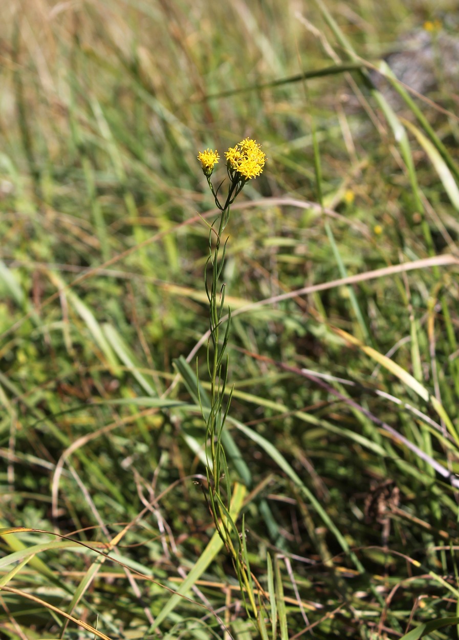 Image of Galatella linosyris specimen.