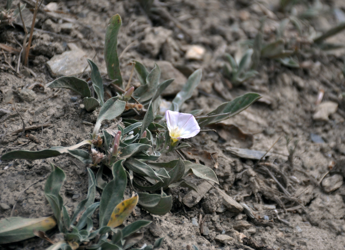 Изображение особи Convolvulus lineatus.