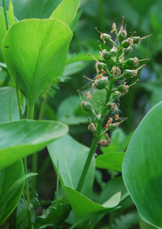 Image of Menyanthes trifoliata specimen.