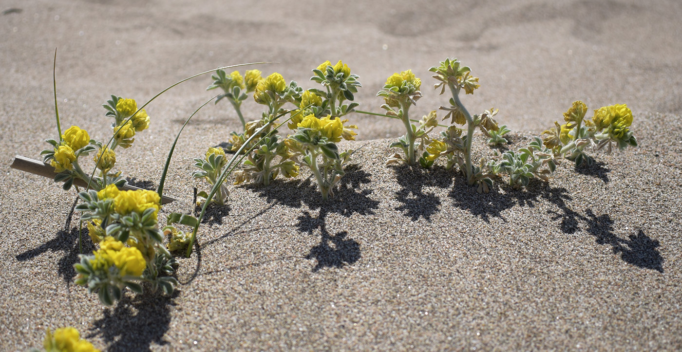 Image of Medicago marina specimen.