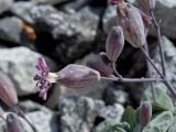 Oberna variegata. Часть соцветия. Греция, о-в Крит, ном Ханья (Νομός Χανίων), дим Сфакион (Δήμος Σφακίων), горный массив Лефка Ори (Λευκά Όρη), ≈ 1800 м н.у.м., каменистая осыпь. 21 июня 2017 г.