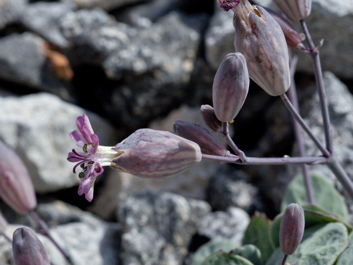 Изображение особи Oberna variegata.
