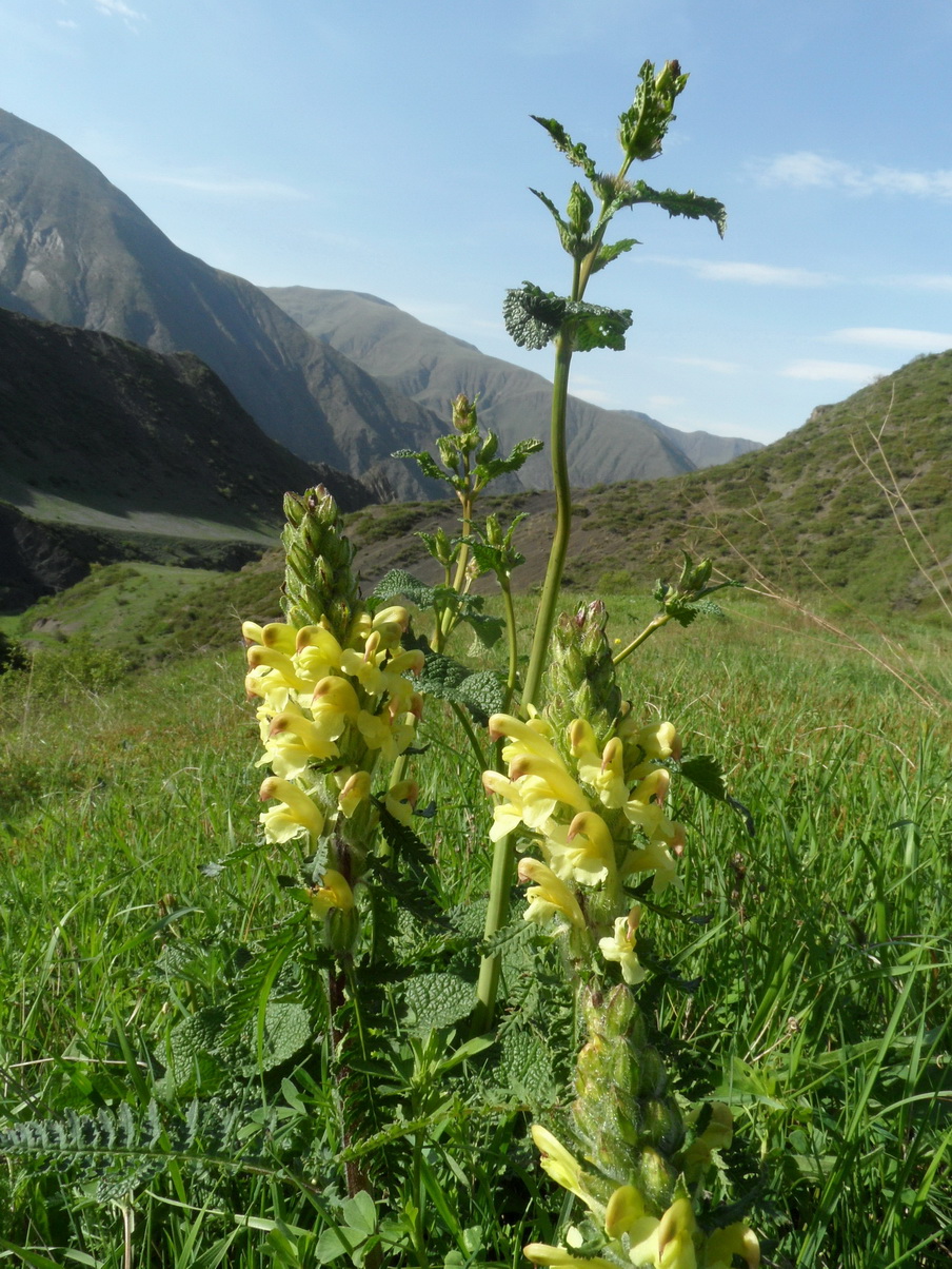 Image of genus Pedicularis specimen.