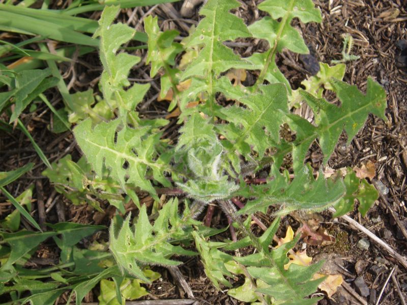 Изображение особи Sisymbrium loeselii.