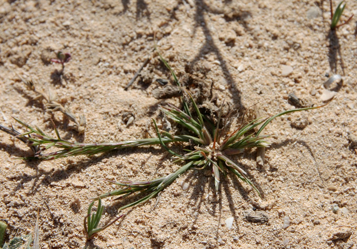 Image of Cutandia dichotoma specimen.