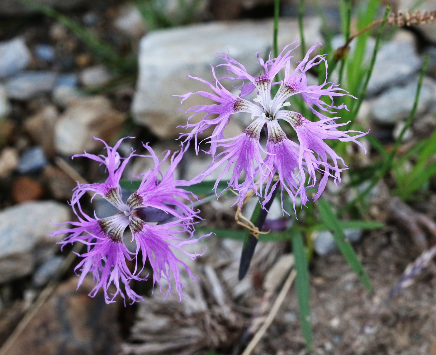 Изображение особи Dianthus superbus.