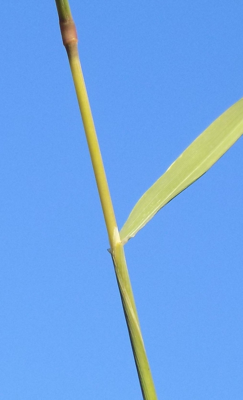 Image of Gastridium ventricosum specimen.