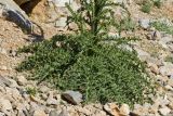 Onopordum bracteatum subspecies creticum. Нижняя часть растения с прикорневыми листьями. Греция, о-в Крит, ном Ханья (Νομός Χανίων), дим Платаньяс (Δήμος Πλατανιά), горный массив Лефка Ори (Λευκά Όρη), урочище Ксилоскало (Ξυλόσκαλο), ≈ 1200 м н.у.м., каменистый склон, у ограды загона для скота. 23 июня 2017 г.