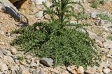 Onopordum bracteatum ssp. creticum