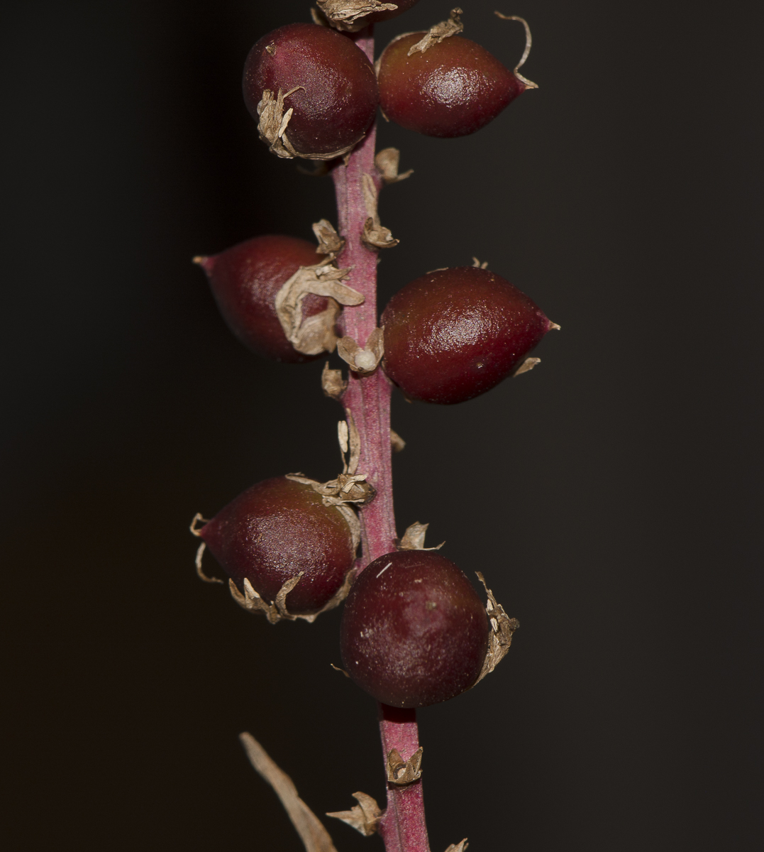 Image of Cordyline fruticosa specimen.