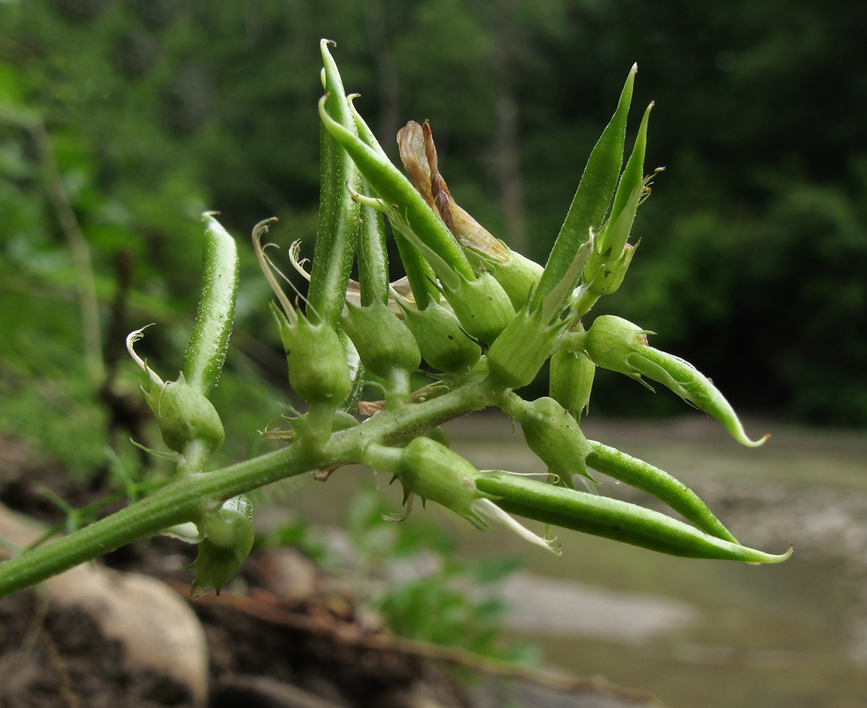 Изображение особи Astragalus glycyphyllos.