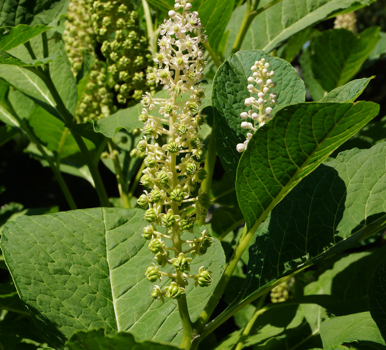 Image of Phytolacca acinosa specimen.