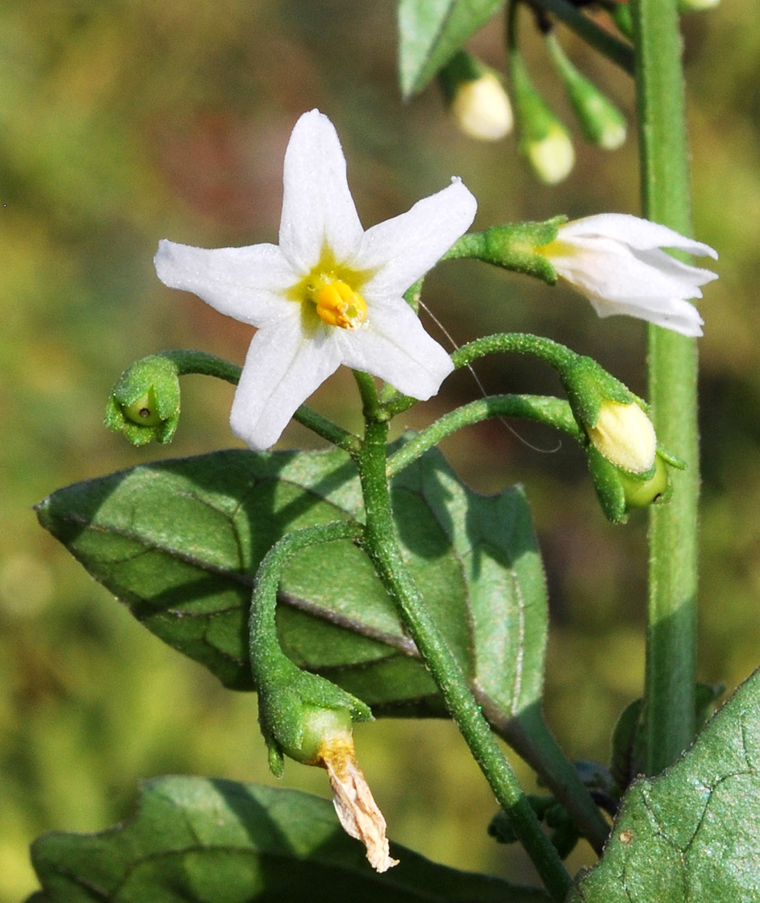 Изображение особи Solanum nigrum.