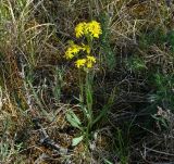 Tephroseris integrifolia