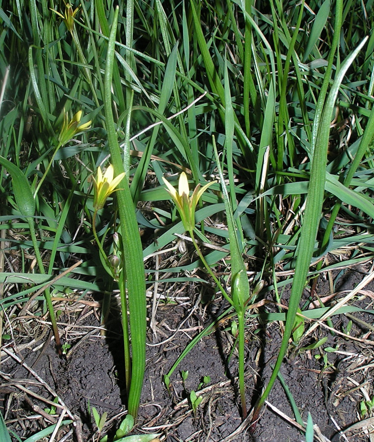 Изображение особи Gagea granulosa.