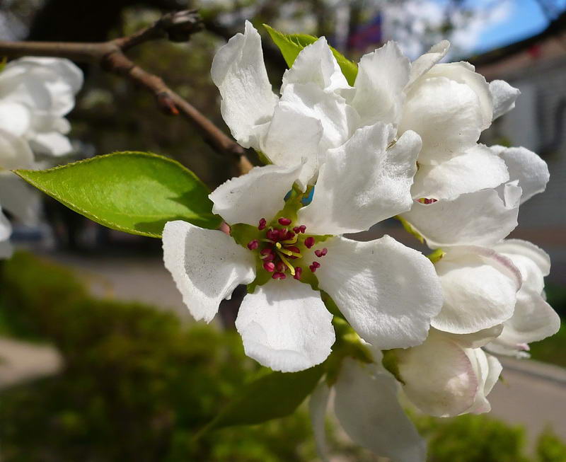 Изображение особи Malus domestica.