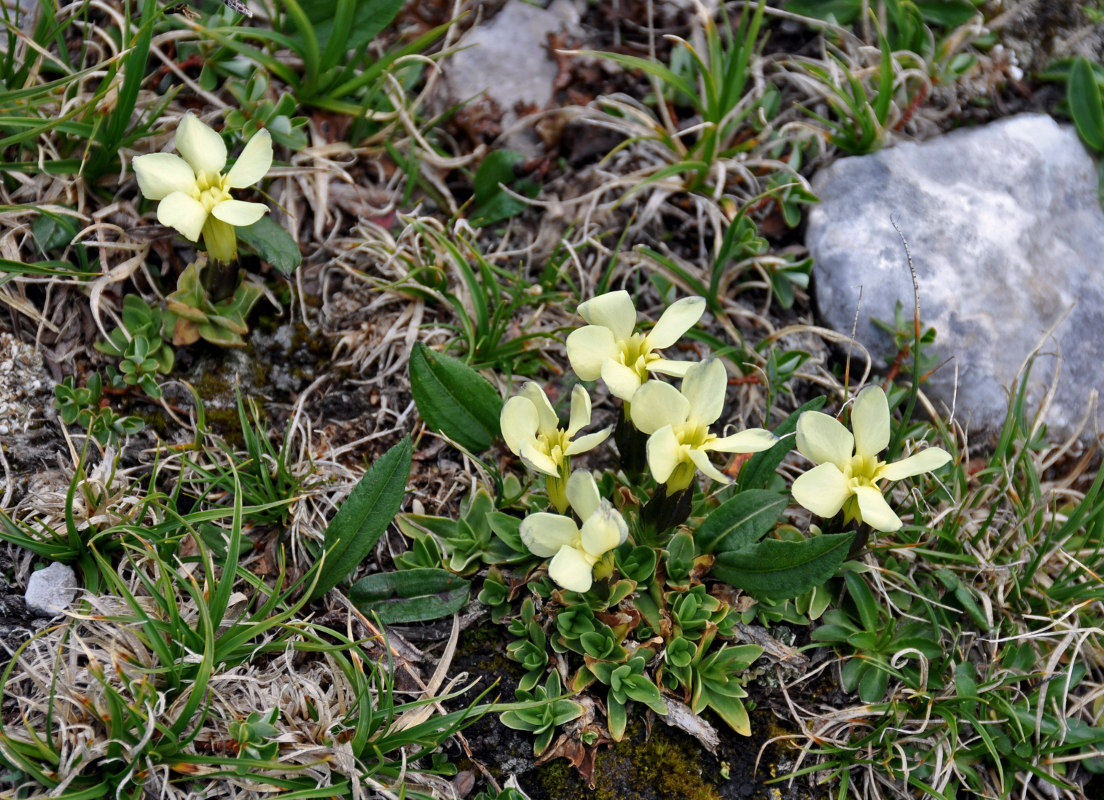 Image of Gentiana oschtenica specimen.