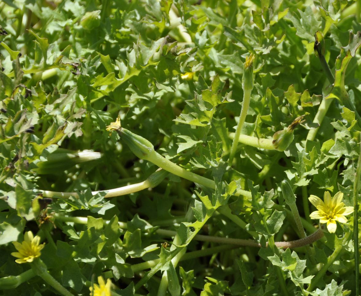 Image of Hyoseris scabra specimen.