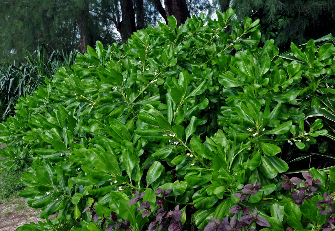 Image of Scaevola taccada specimen.