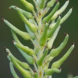 Salix starkeana