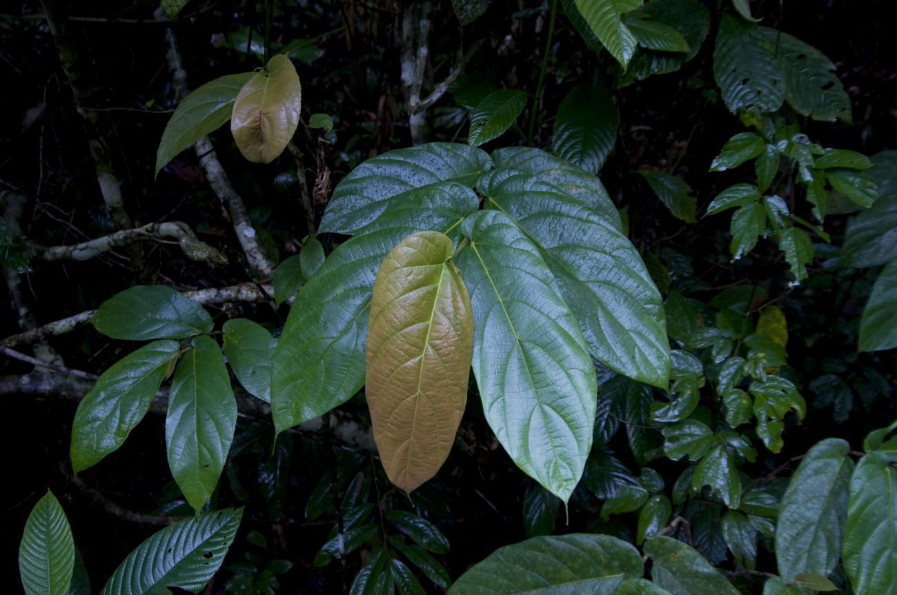 Image of genus Ficus specimen.