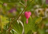 Dicentra spectabilis