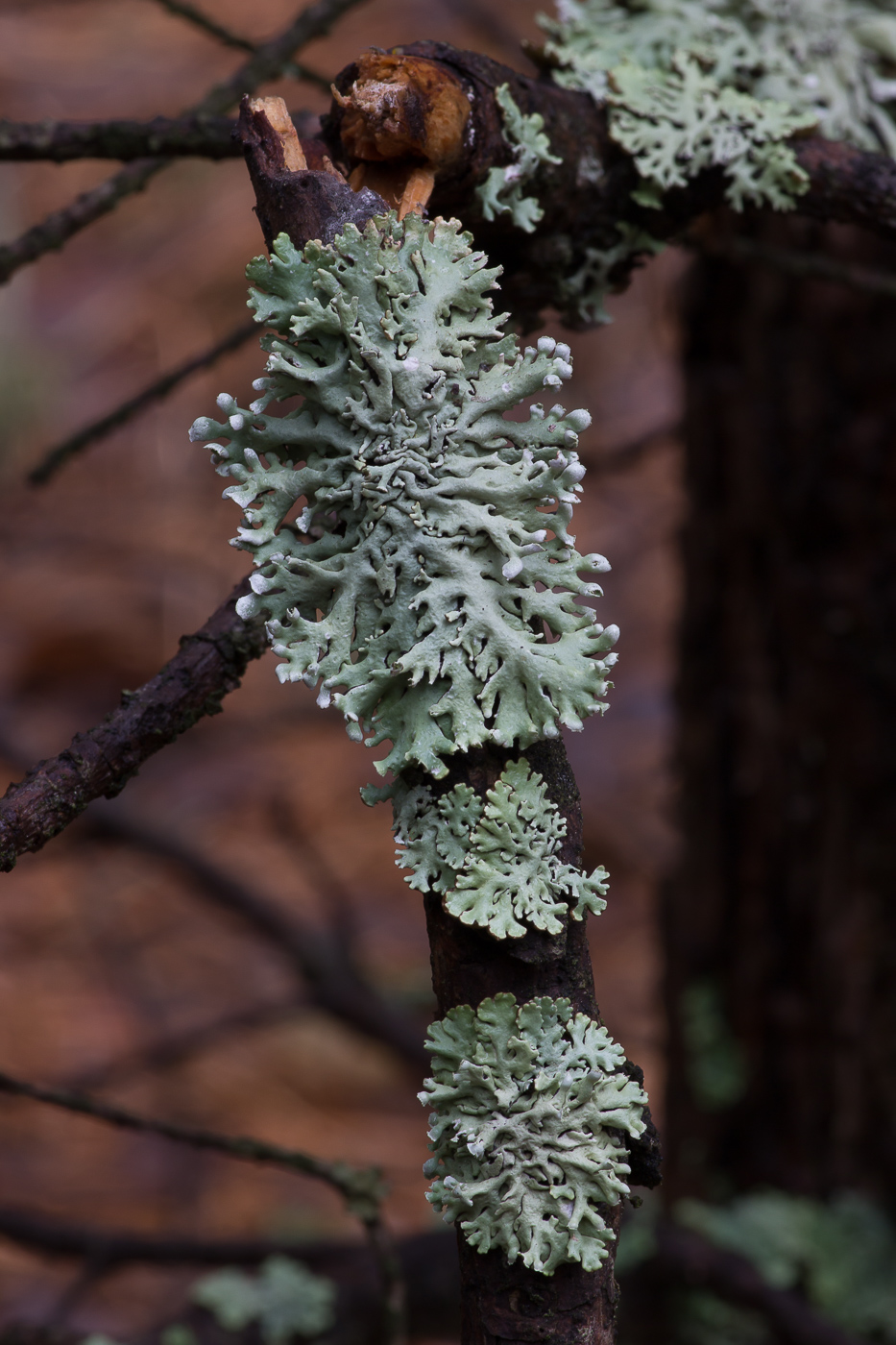 Изображение особи Hypogymnia physodes.