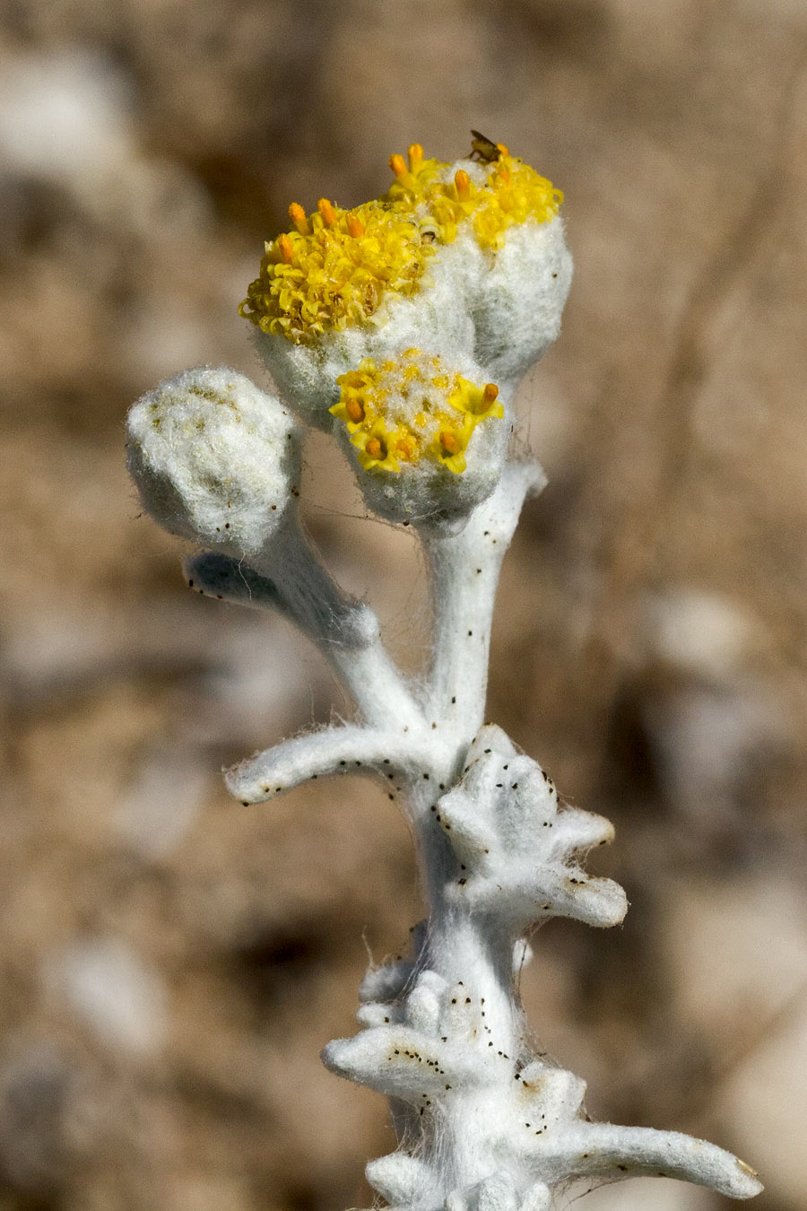 Image of Otanthus maritimus specimen.