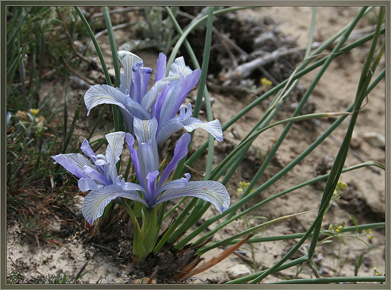 Image of Iris tenuifolia specimen.