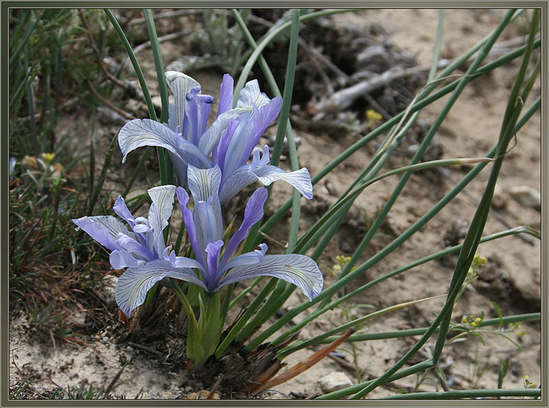 Изображение особи Iris tenuifolia.
