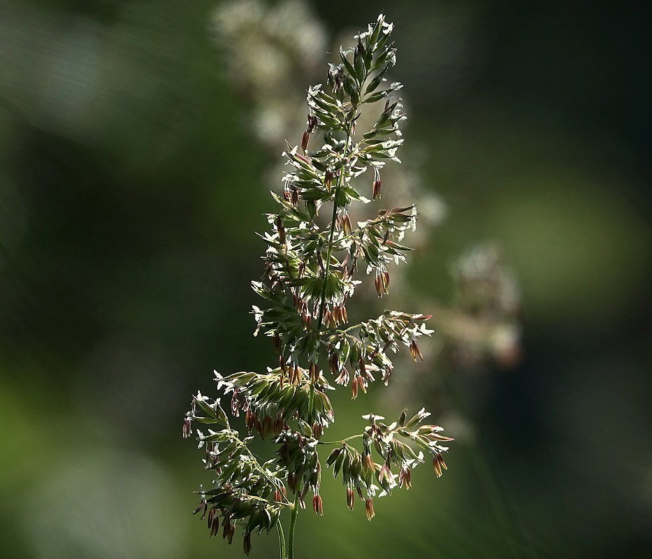 Изображение особи Dactylis glomerata.