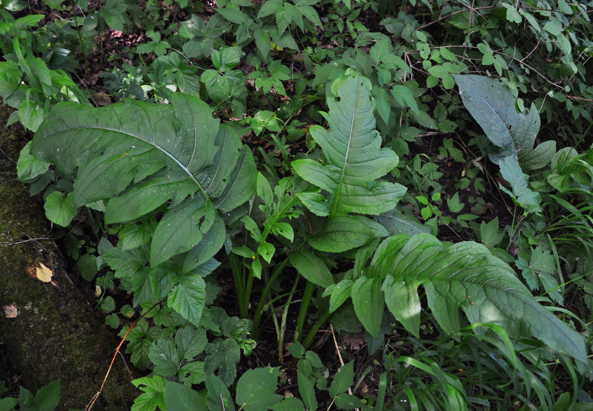 Изображение особи Cirsium oleraceum.