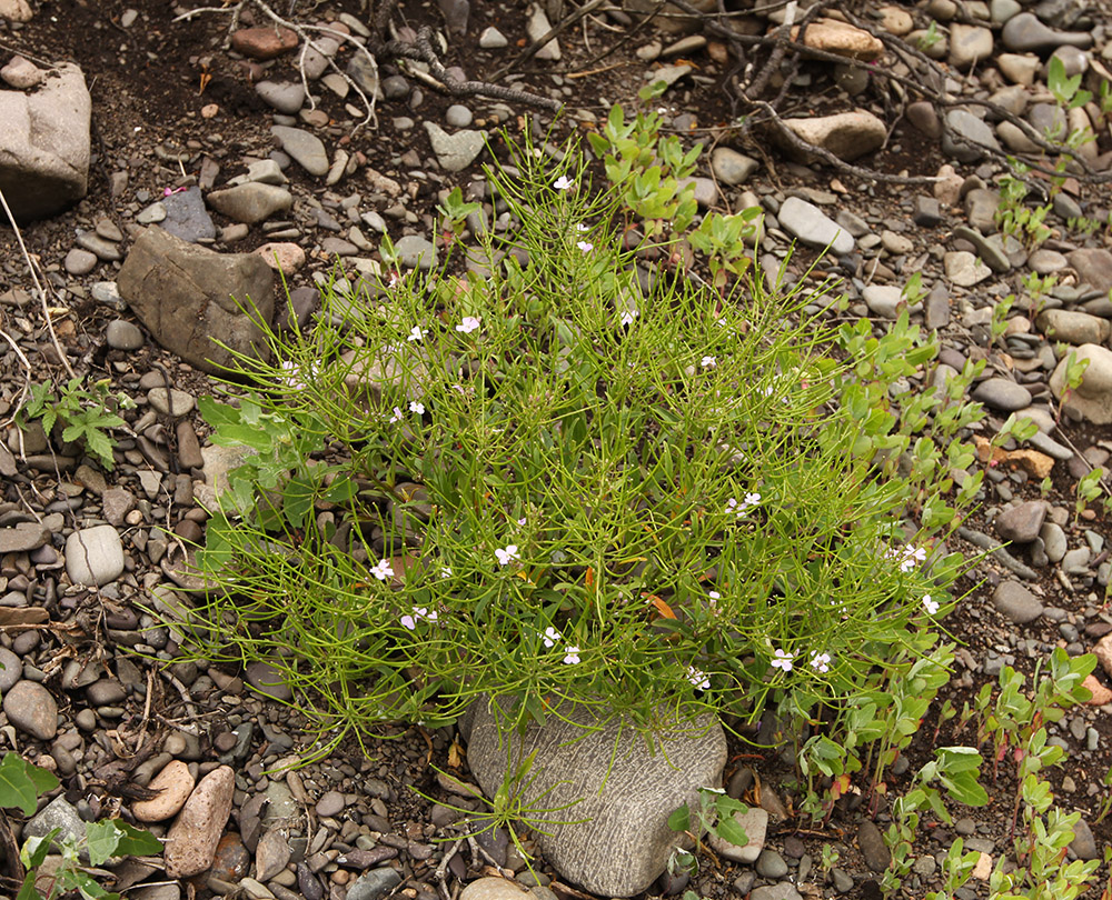 Image of Dontostemon dentatus specimen.