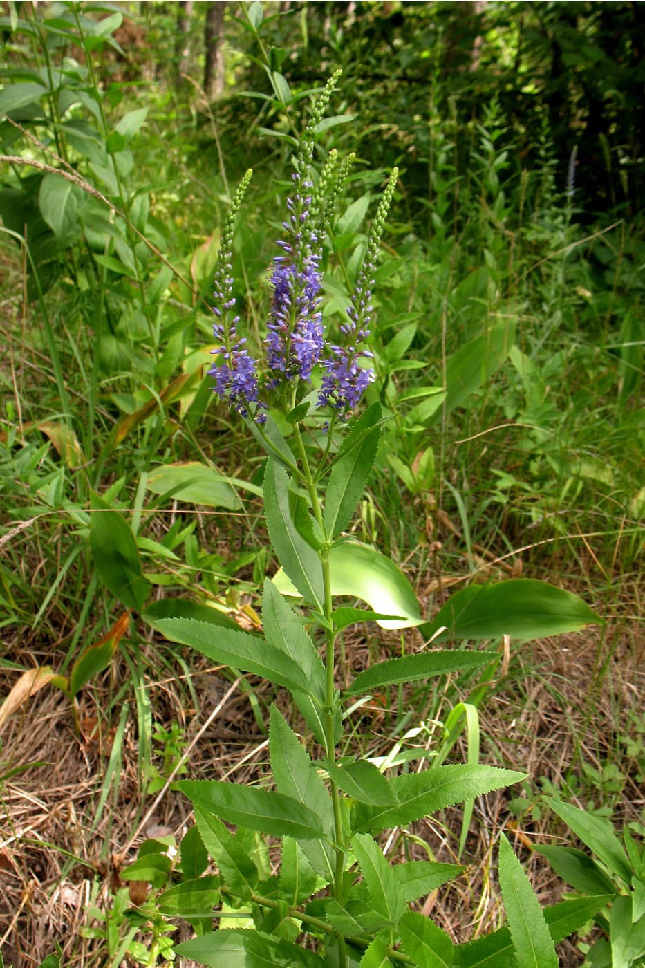 Image of Veronica spicata specimen.