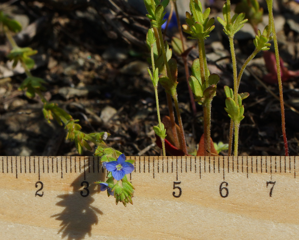 Image of Veronica verna specimen.