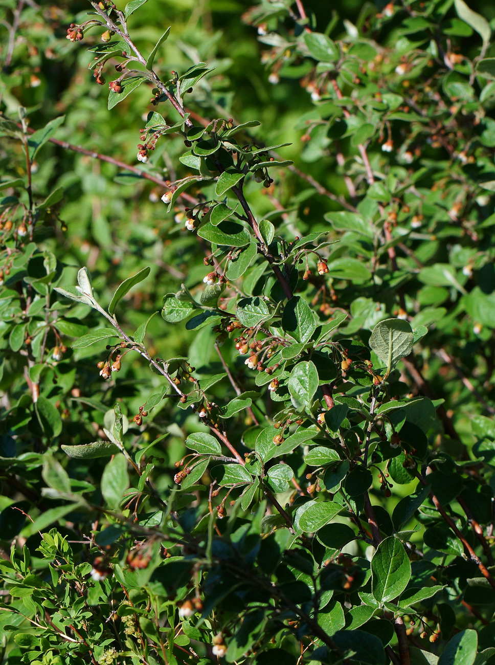 Image of Cotoneaster melanocarpus specimen.