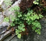 Asplenium ruta-muraria