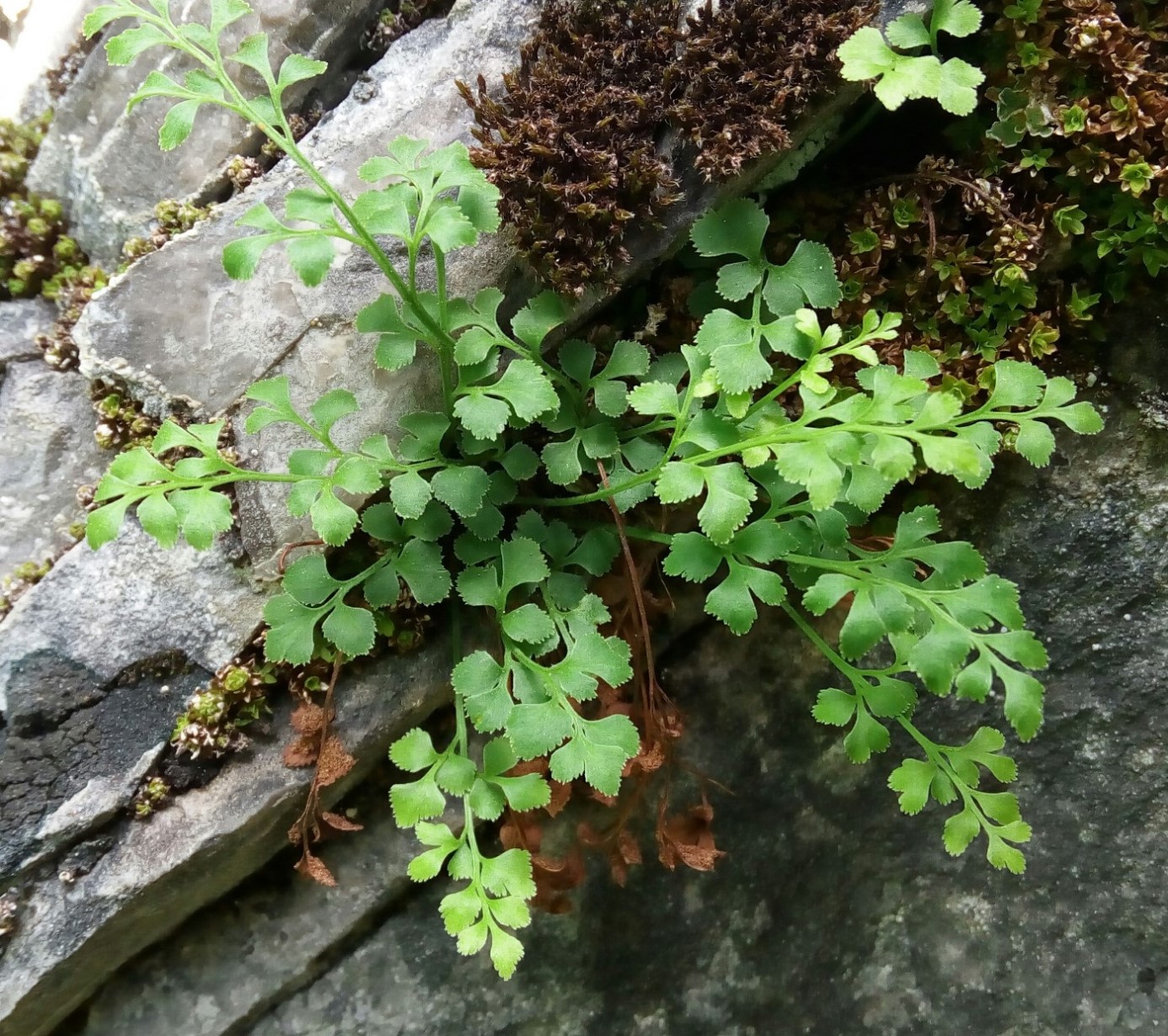 Изображение особи Asplenium ruta-muraria.