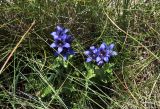 Gentiana septemfida