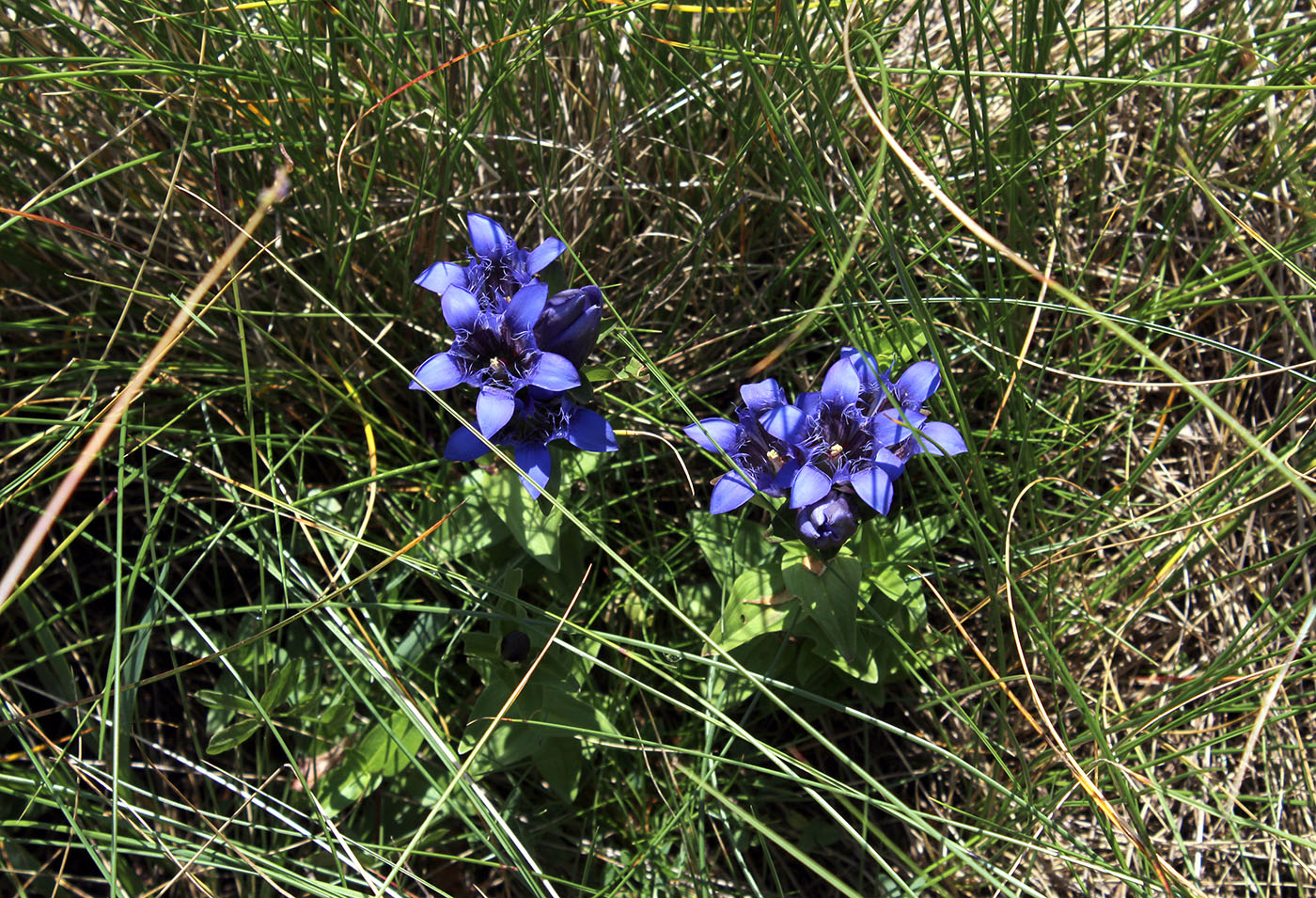 Image of Gentiana septemfida specimen.