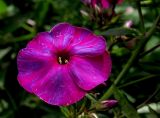 Phlox paniculata