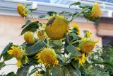 Helianthus annuus. Верхушка цветущего и плодоносящего растения. Израиль, г. Бат-Ям, в культуре. 08.06.2018.