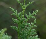 Thuja occidentalis