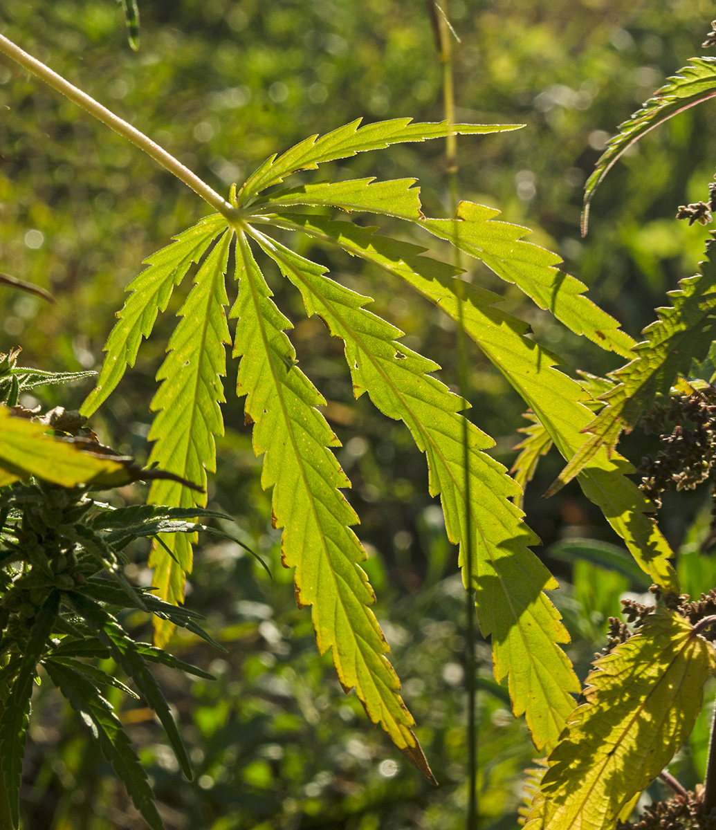 Image of Cannabis sativa var. spontanea specimen.