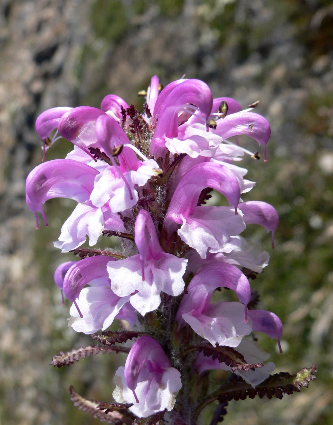 Изображение особи Pedicularis langsdorfii.