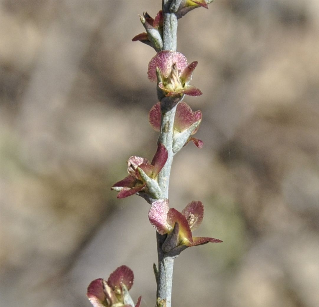 Image of Noaea mucronata specimen.