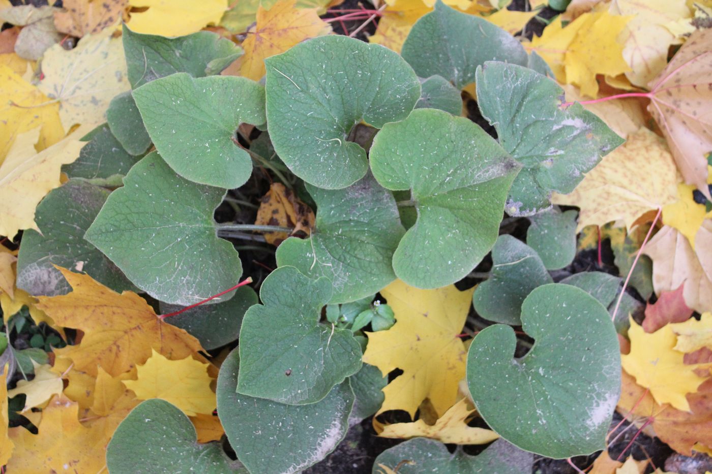 Image of Brunnera macrophylla specimen.