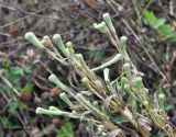 Cirsium setosum