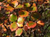 Betula divaricata